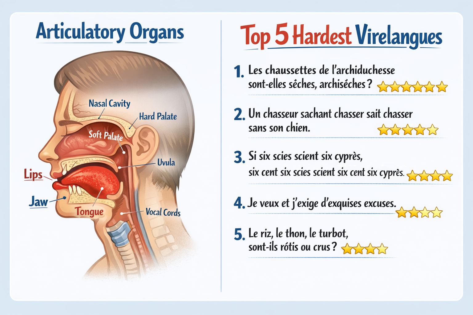 Infographic-style landscape (1536x1024) showing a human profile with highlighted articulatory organs (tongue, lips, jaw). To the right, a li